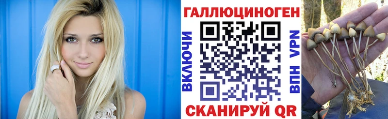 Псилоцибиновые грибы Psilocybe  Купить где  Обь 
